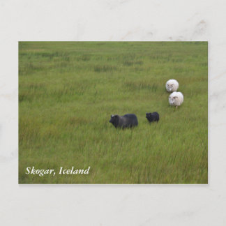 Icelandic Sheep Briefkaart