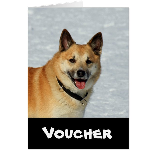 IcelandicSheepdog20150904 (Devant)