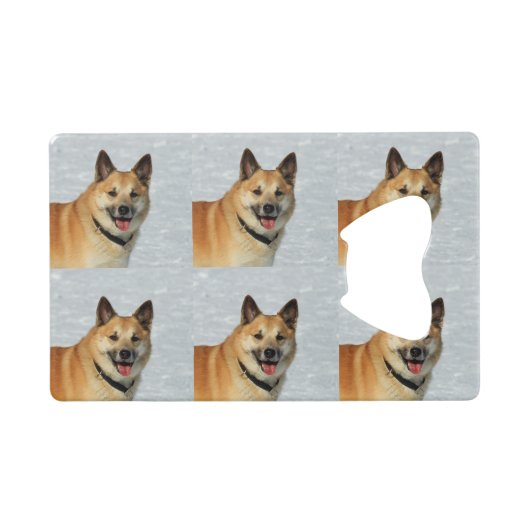 IcelandicSheepdog20150904 (Devant (Horizontal))