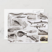 Ichthyology- Elasmobranch, Ganoid Briefkaart (Voorkant / Achterkant)