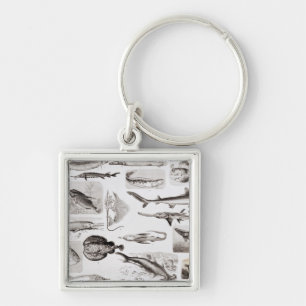 Ichthyology- Elasmobranch, Ganoid Sleutelhanger