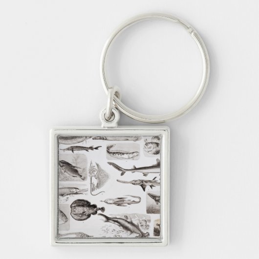 Ichthyology- Elasmobranch, Ganoid Sleutelhanger (Voorkant)