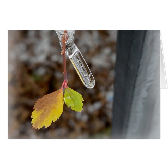 Icicle op blad (Voorkant Horizontaal)
