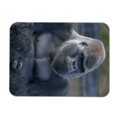 Iconische Silverback Oumbi Magneet (Horizontaal)