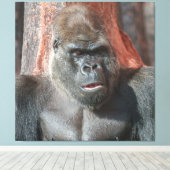Iconische Silverback - Oumbi onthuld Canvas Afdruk (Insitu (Houten vloer))