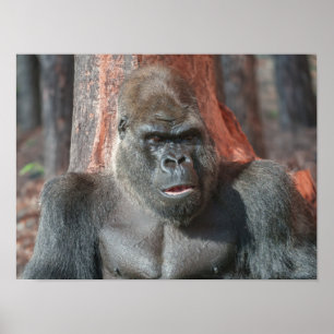 Iconische Silverback - Oumbi onthuld Poster