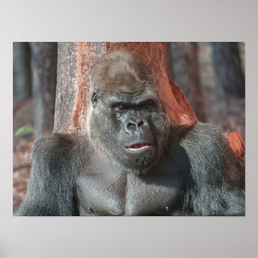 Iconische Silverback - Oumbi onthuld Poster (Voorkant)