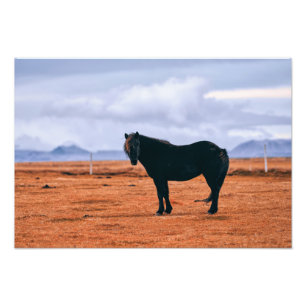 Icoonzwart IJslands paard Foto Afdruk