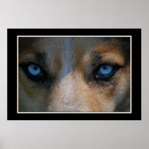Icy Blue Canine Eyes Poster