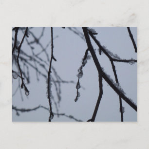 Icy Branches Winter Natuur Briefkaart