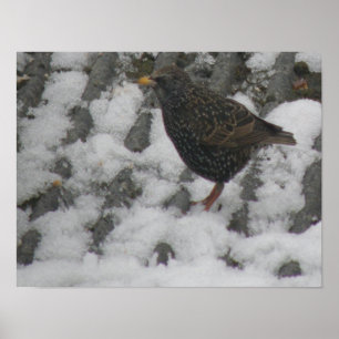 Icy Feet Starling Print