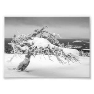 Icy twisted pine Tree foto print Afdruk
