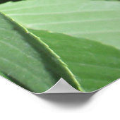 Idaho Bing Cherries Poster (Hoek)