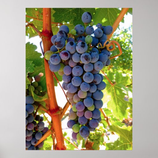Idaho Concord Grapes Poster (Voorkant)