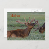 Idaho elk briefkaart (Voorkant / Achterkant)