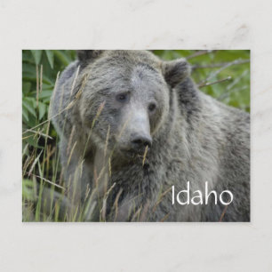 Idaho grizzly beer briefkaart