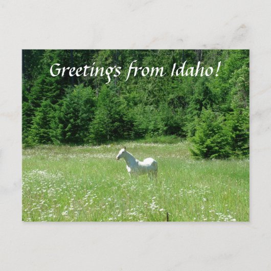 Idaho Meadow - Briefkaart (Voorkant)