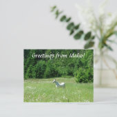 Idaho Meadow - Carte postale (Debout devant)