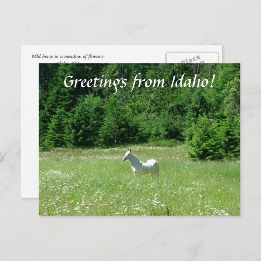Idaho Meadow - Carte postale (Devant / Derrière)