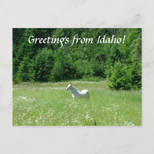 Idaho Meadow - Carte postale