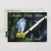 Idaho State Bird - Mountain Bluebird Briefkaart (Voorkant / Achterkant)