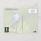 Idaho State Bird - Mountain Bluebird Briefkaart (Achterkant)