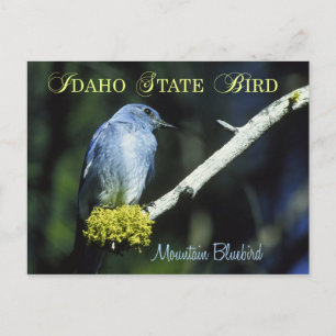 Idaho State Bird - Mountain Bluebird Briefkaart