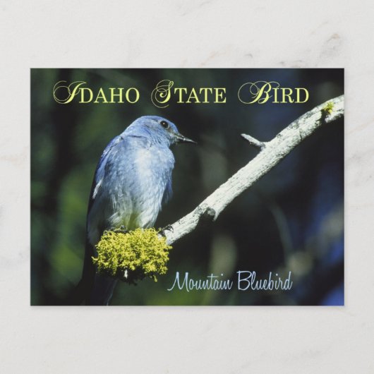 Idaho State Bird - Mountain Bluebird Briefkaart (Voorkant)