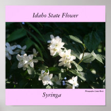 Idaho State Flower, de Syringa