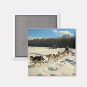 Iditarod Trail Sled Dog Race Magneet (Voorkant / Achterkant)