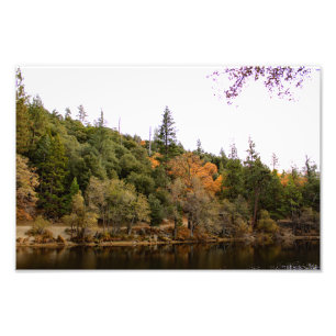 Idyllwild Pine - Cove Foto Afdruk