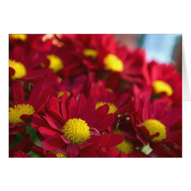 Iedereen heeft een moeder (Voorkant Horizontaal)