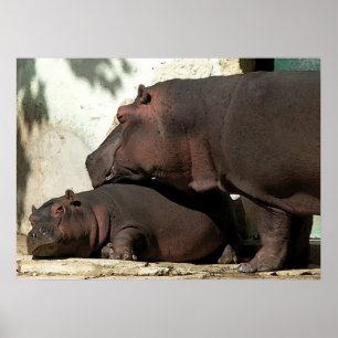 Iemand die over me kijkt Hippopotamus Portret Poster
