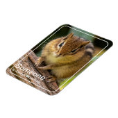 Iemand kijkt naar Chipmunk Magneet (Linkerzijde)