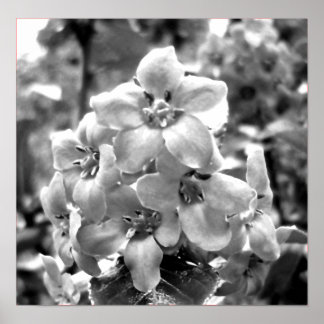 Ierland Flowers Poster