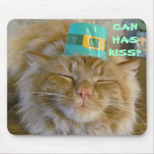Iers kat wil kus muismat