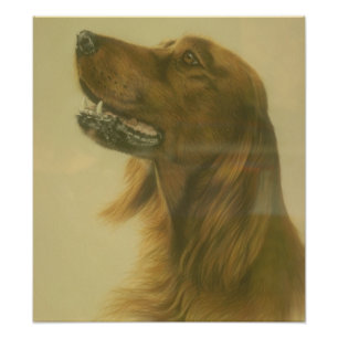 Iers Setter Art Poster