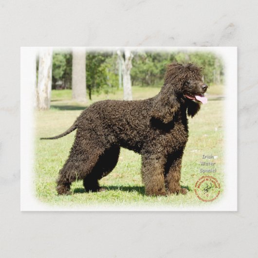 Iers waterspaniel 9R032D-232 Briefkaart (Voorkant)
