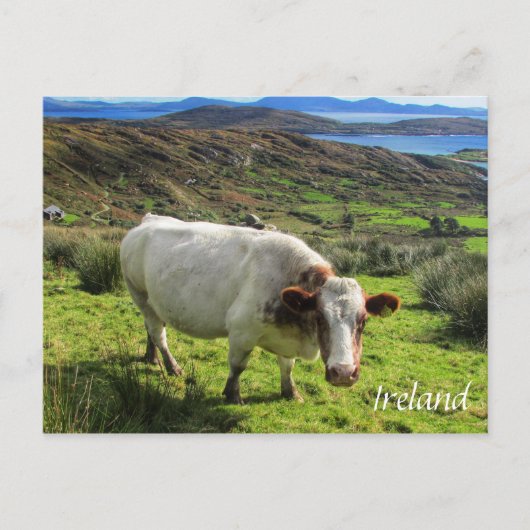 Ierse kool, Ring Kerry, Briefkaart Ierland (Voorkant)