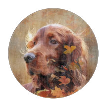 Ierse Rode Setter, Ierse Setter