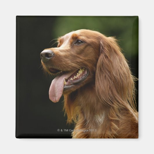 Ierse Setter 2 Magneet (Voorkant)