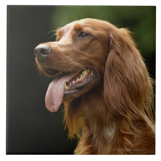Ierse Setter 2 Tegeltje (Voorkant)
