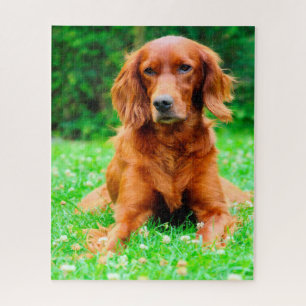 Ierse Setter hond. Legpuzzel
