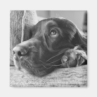 Ierse setter magneet