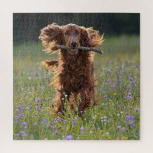 Ierse Setter Rent met een Stok Legpuzzel