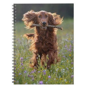 Ierse Setter Rent met een Stok Notitieboek