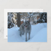 Ierse wolfshond briefkaart (Voorkant / Achterkant)