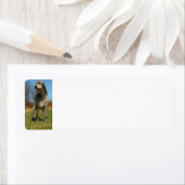 Ierse wolfshond vol etiket (Insitu)