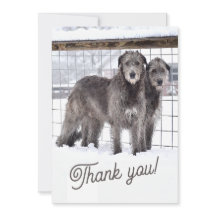 Ierse Wolfshonden in de sneeuw