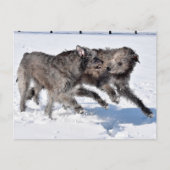 Ierse Wolfshonden rennen in de sneeuw Briefkaart (Voorkant)